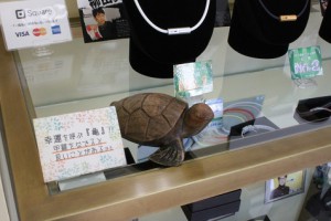 亀吉ショールーム①